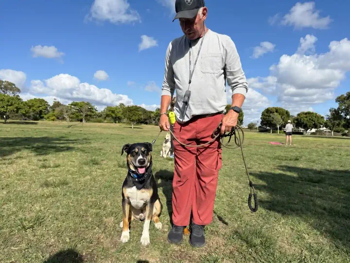 Common crate training issues we solve in Los Angeles