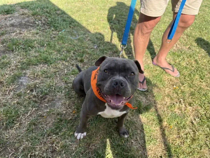 What's actually included in potty training at Pawcific Dog Academy Los Angeles