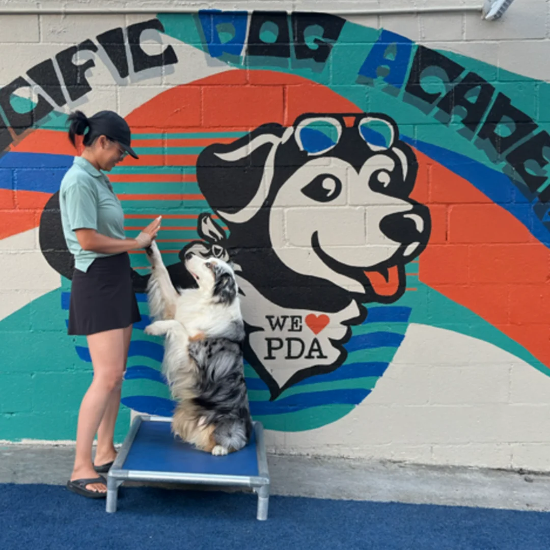 Common reactive dog training issues we solve in Anaheim