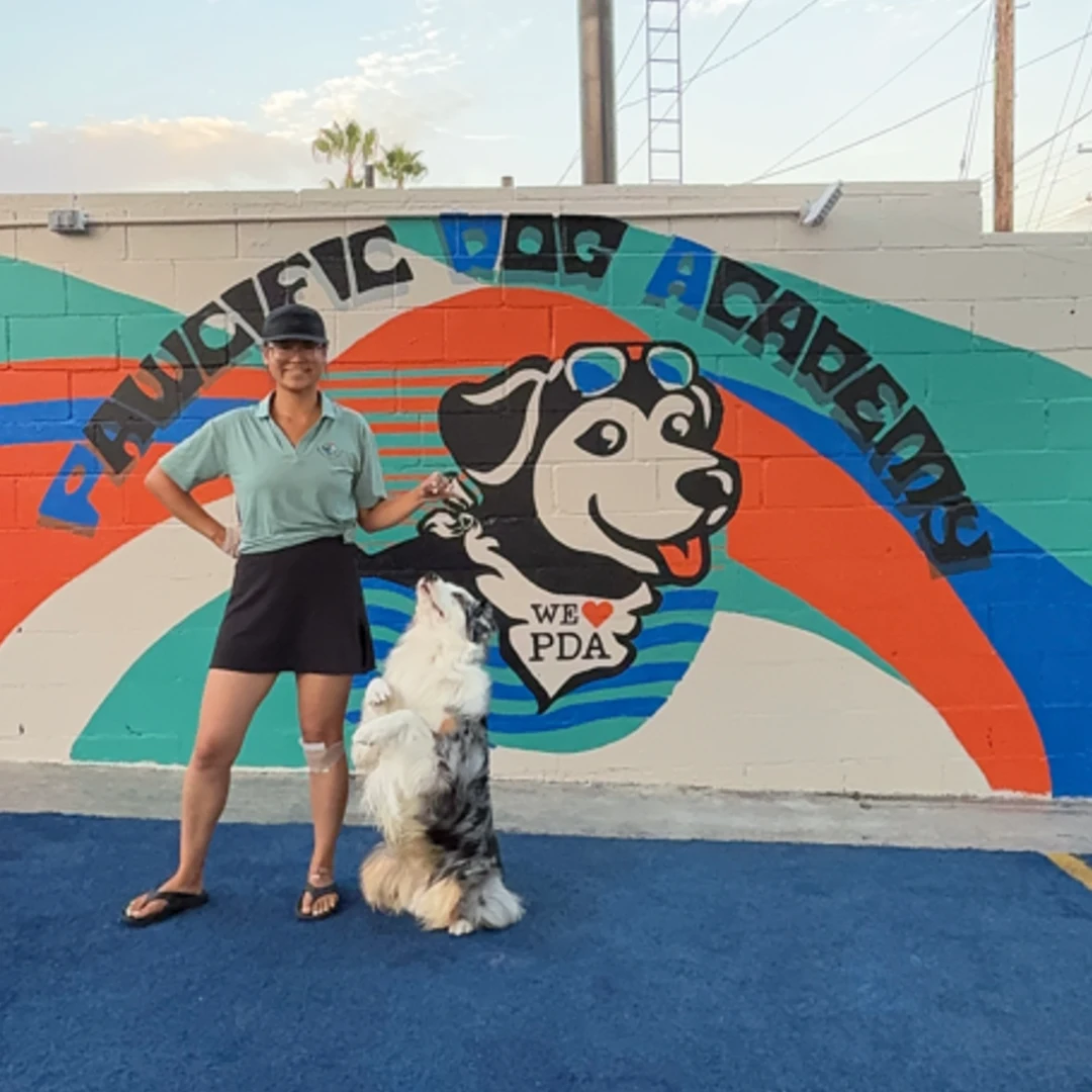 Off-Leash Reliability for Anaheim and Orange County Dog Owners