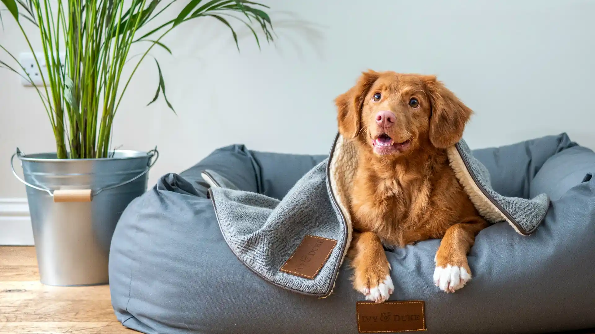Dog Daycare and Training